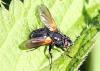 Zophomyia temula